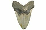 Fossil Megalodon Tooth - North Carolina #328425-2